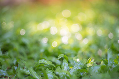 Full frame shot of wet plants