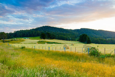 Scenic view of agricultural field against sky