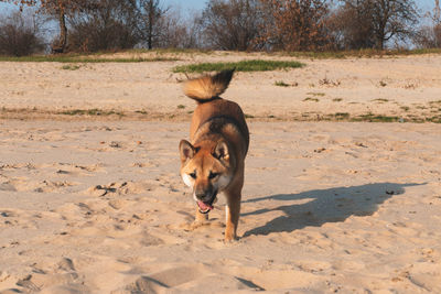 View of a dog on dirt road