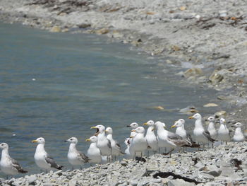 Flock of seagulls on beach