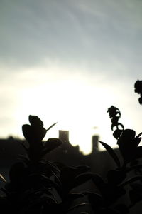 Low angle view of plant against sky