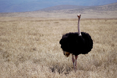 Bird standing in a field