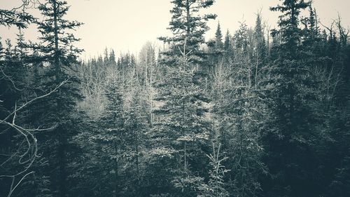 Trees growing in sunlight