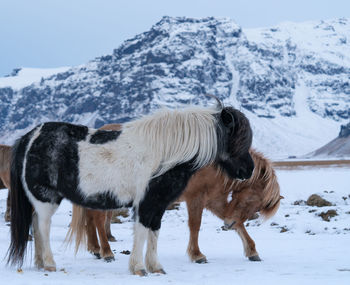 Iceland horse, equus caballus, traditional horse from the icelandic island
