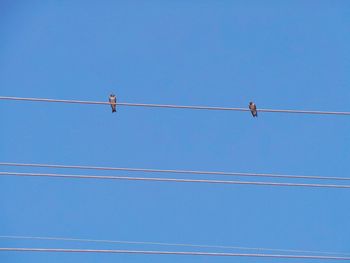 Low angle view of swallows perching on cable against clear blue sky