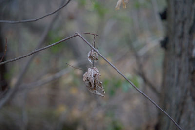 Dried out leaf hanging on