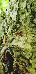 Close-up of insect on tree trunk