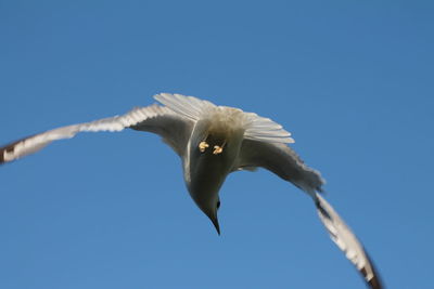 Low angle view of birds against clear blue sky