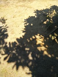 Shadow of tree on the wall