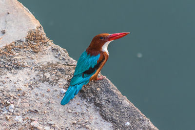 Close-up of bird perching on a rock