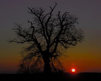 Silhouette bare tree against orange sky