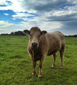 Cow on grassy field