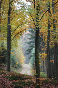 Trees in forest during autumn