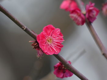 Close-up of pink hibiscus blooming outdoors