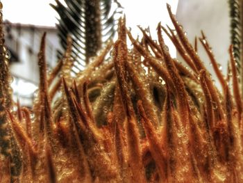 Close-up of plant against blurred background