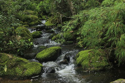 Stream flowing through rocks in forest