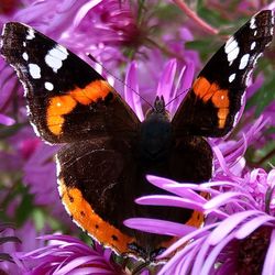 Close-up of butterfly pollinating on pink flower