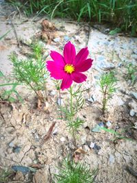 Close-up of flowers blooming in field