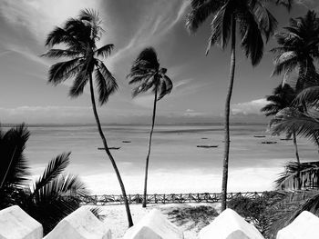 Palm trees on beach against sky