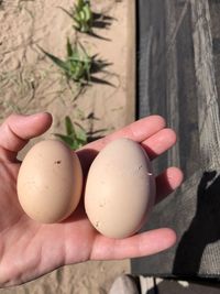 Close-up of hand holding eggs