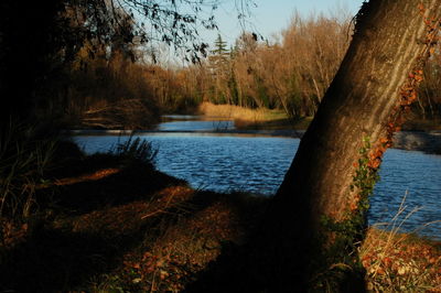 Scenic view of lake in forest