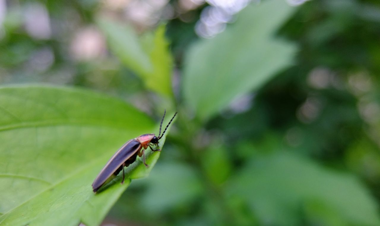 one animal, insect, animal themes, animals in the wild, green color, leaf, close-up, animal wildlife, day, focus on foreground, outdoors, no people, nature, plant, growth, damselfly