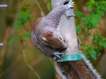 Close-up of squirrel on a tree
