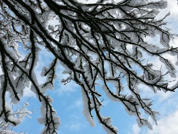 Low angle view of bare trees against sky