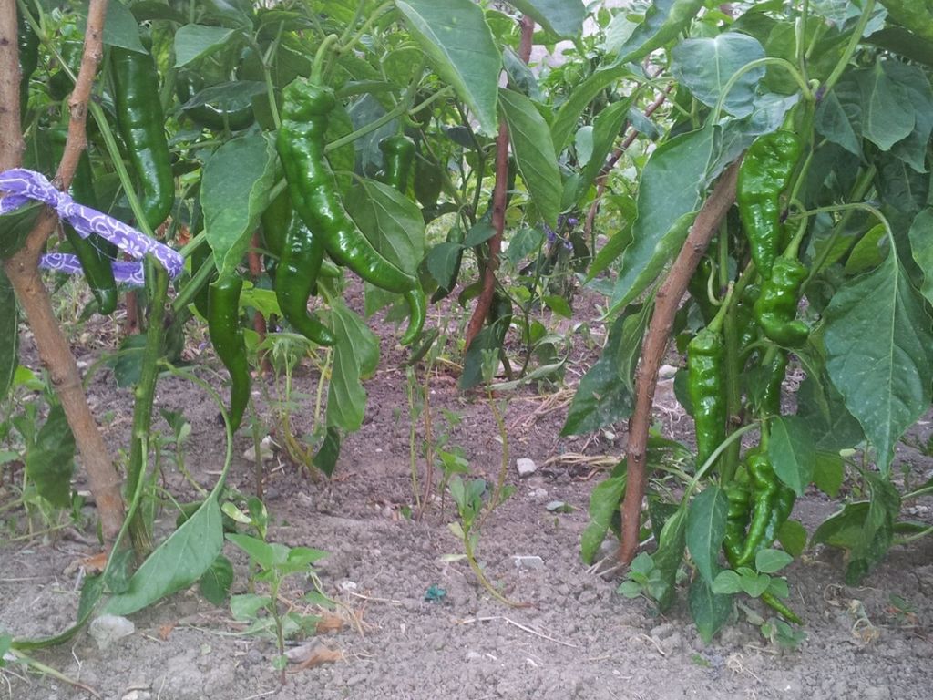 plant, growth, leaf, green color, nature, field, growing, high angle view, beauty in nature, day, outdoors, freshness, no people, green, tranquility, sunlight, front or back yard, flower, agriculture, grass