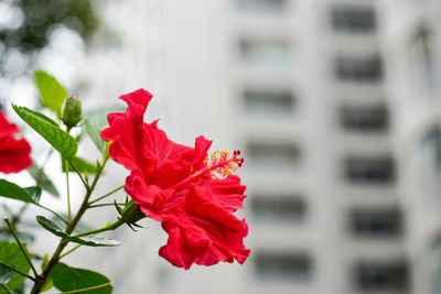 Close-up of red hibiscus flower