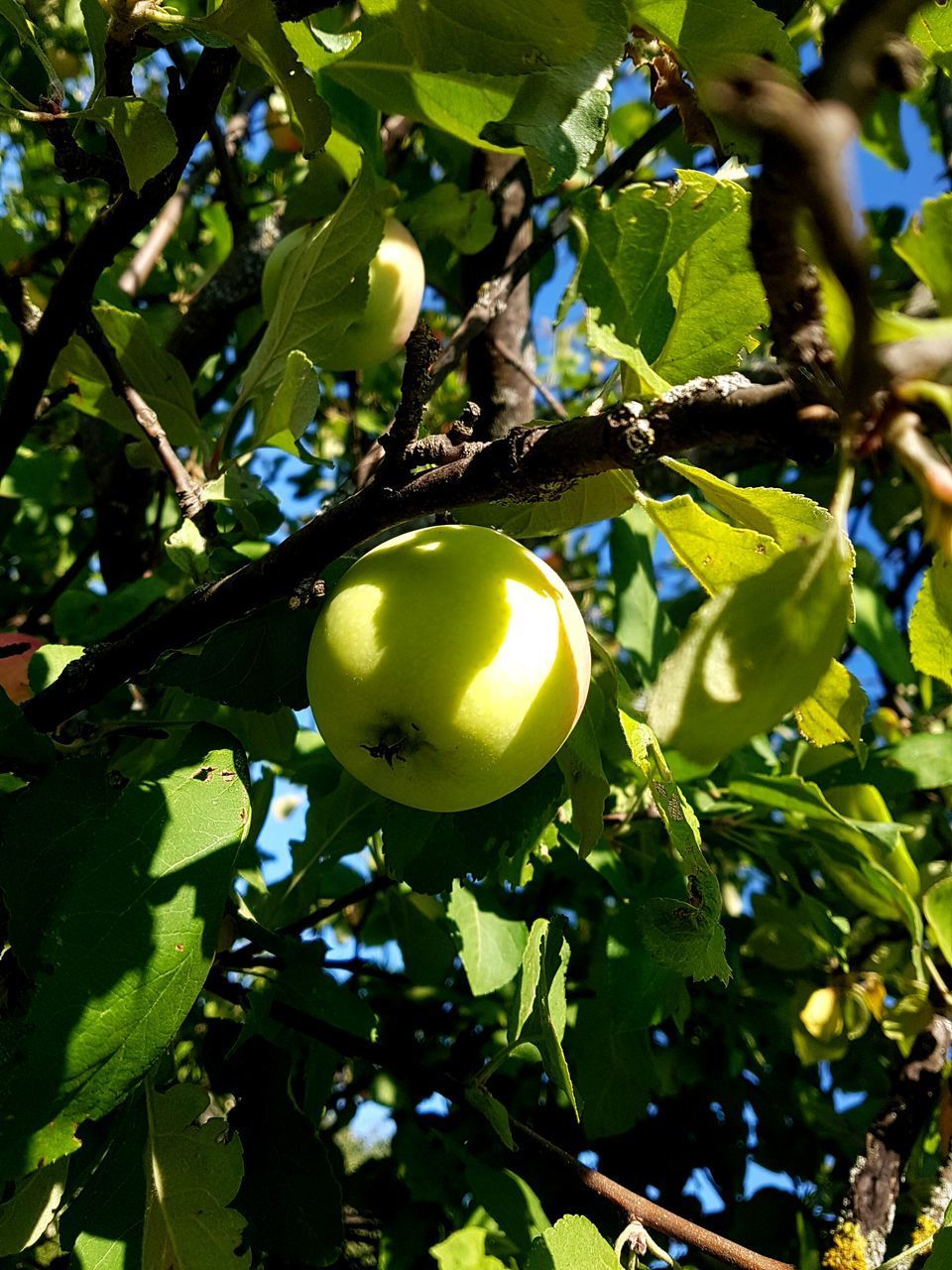 LOW ANGLE VIEW OF LEMON GROWING ON TREE