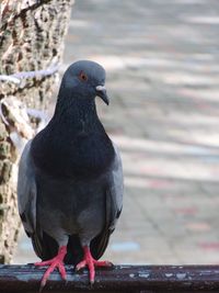 Close-up of pigeon perching on wood