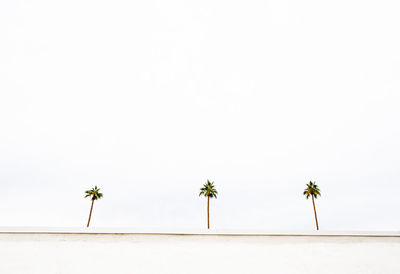 Palm trees on land against clear sky