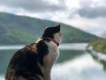 Black dog looking away while standing on lake