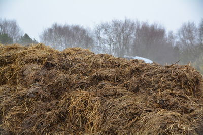 Surface level of ground against bare trees