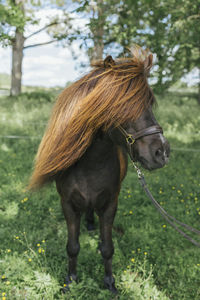 Pony with long mane in haddock