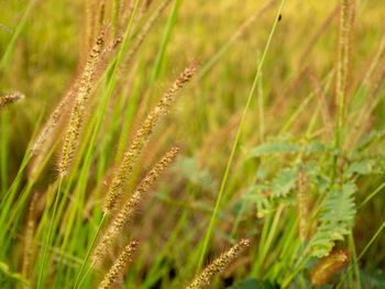 Close-up of crops growing on field