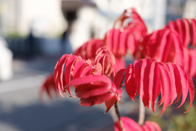 Close-up of pink roses