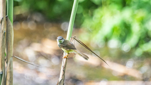 Close-up of insect on plant