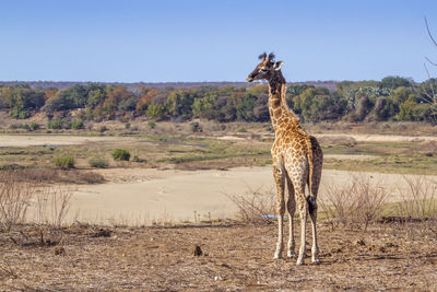 Giraffe on land against clear sky