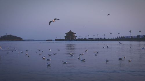 Bird flying over sea