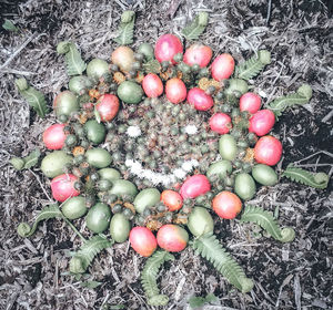 High angle view of eggs in nest