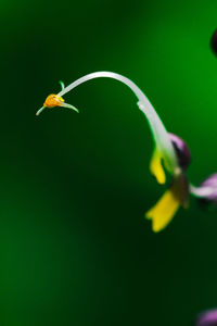 Close-up of yellow flowering plant