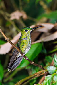 Close-up of bird perching on plant