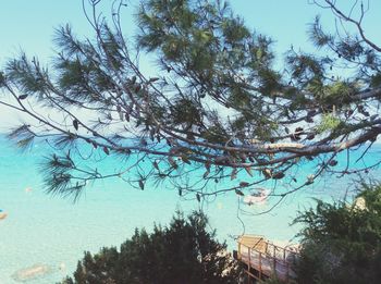 Low angle view of trees against blue sky