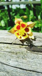 Close-up of yellow flower