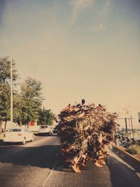 Trees by road against sky in city