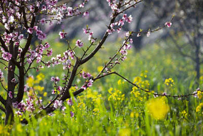 Cherry blossom in spring