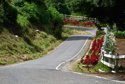 Country road amidst trees