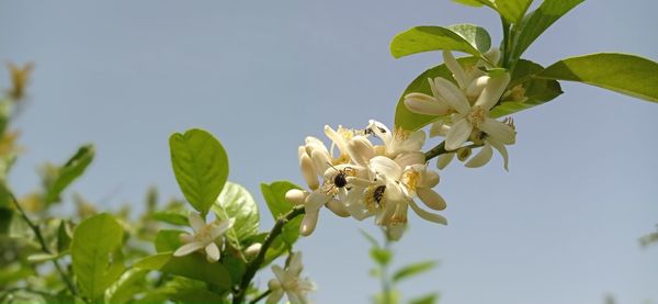 Low angle view of white flowering plant